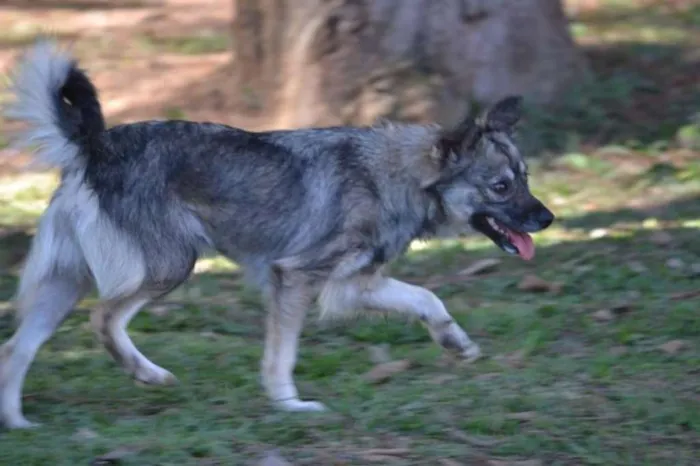 Cachorro ra a SRD idade 2 anos nome ESTOPINHA, princesa!
