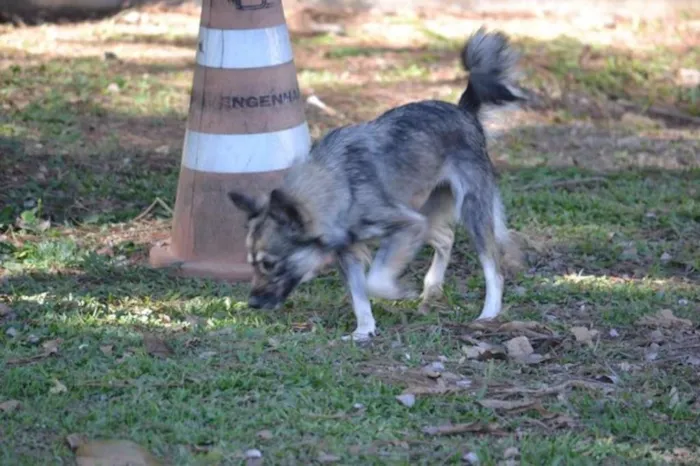 Cachorro ra a SRD idade 2 anos nome ESTOPINHA, princesa!