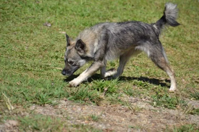 Cachorro ra a SRD idade 2 anos nome ESTOPINHA, princesa!