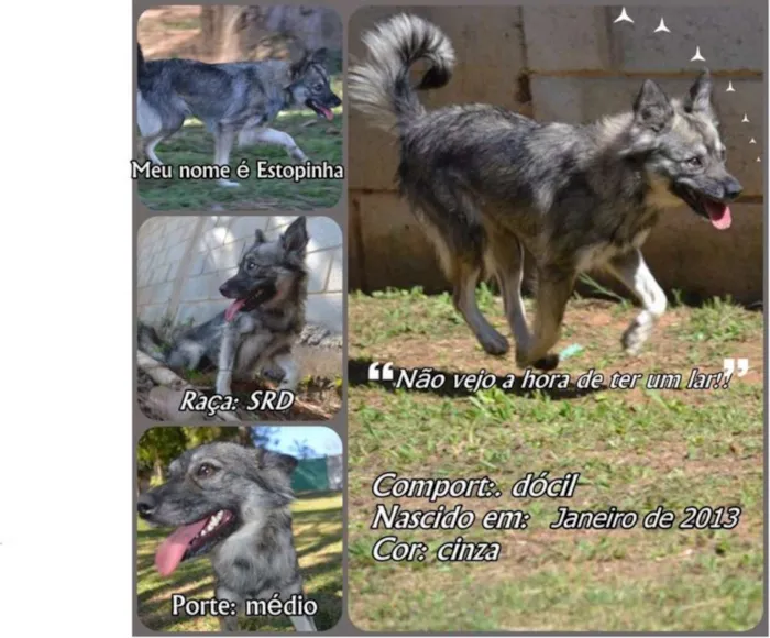 Cachorro ra a SRD idade 2 anos nome ESTOPINHA, princesa!
