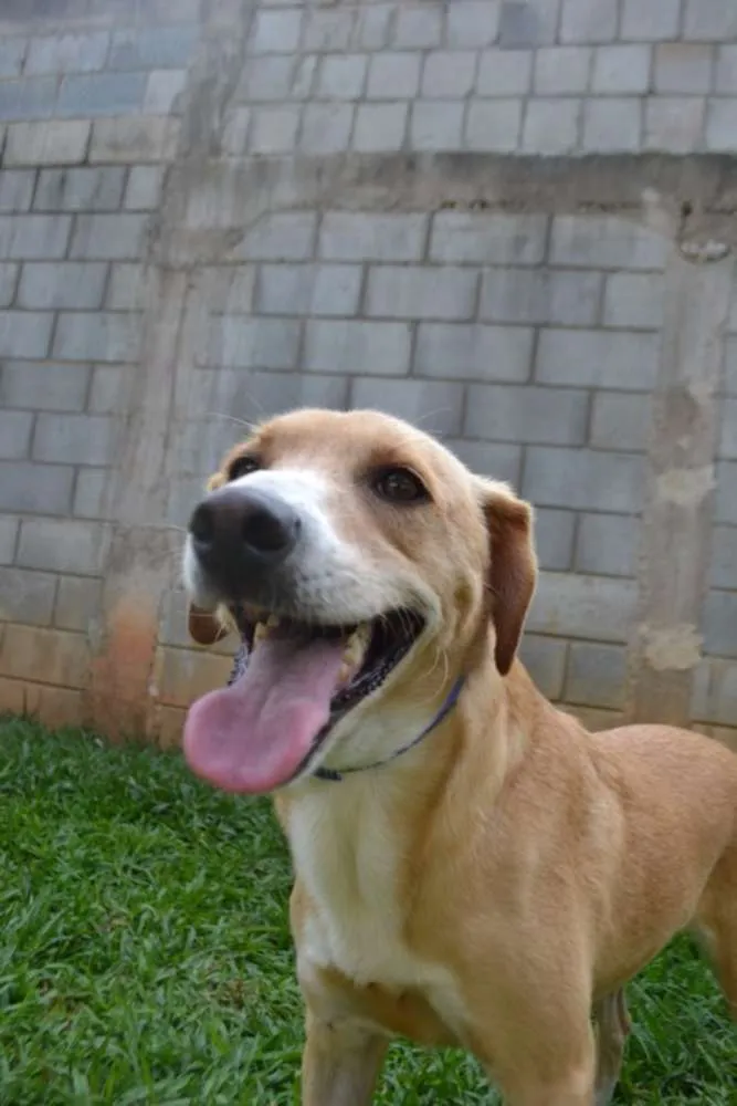Cachorro ra a SRD idade 3 anos nome ENZO, Fofura Totalll