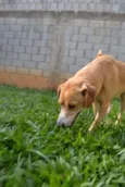 ENZO, Fofura Totalll