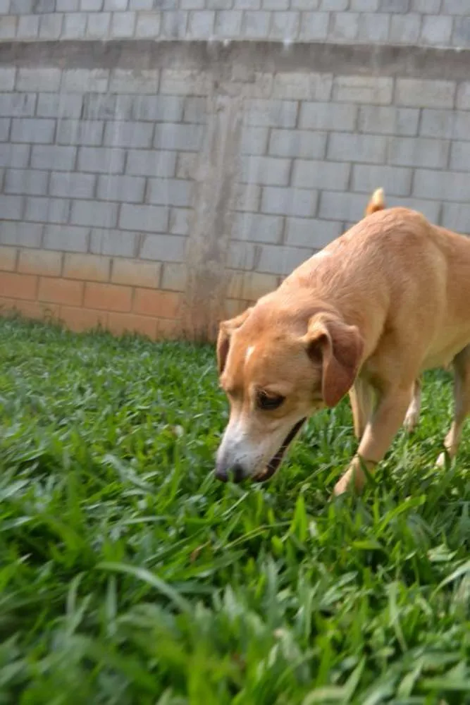 Cachorro ra a SRD idade 3 anos nome ENZO, Fofura Totalll