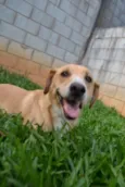 ENZO, Fofura Totalll