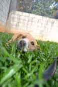 ENZO, Fofura Totalll