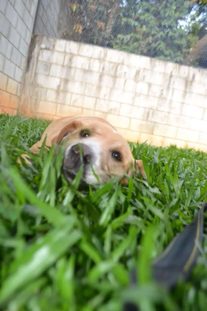 Cachorro ra a SRD idade 3 anos nome ENZO, Fofura Totalll