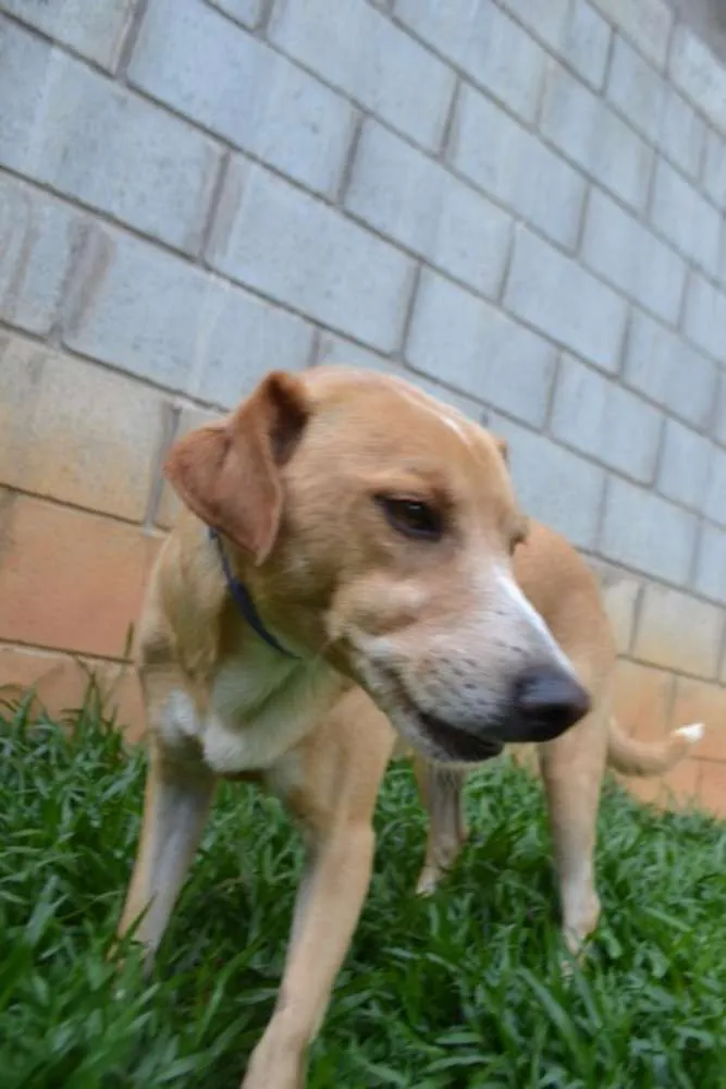 Cachorro ra a SRD idade 3 anos nome ENZO, Fofura Totalll