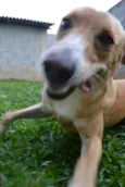 ENZO, Fofura Totalll