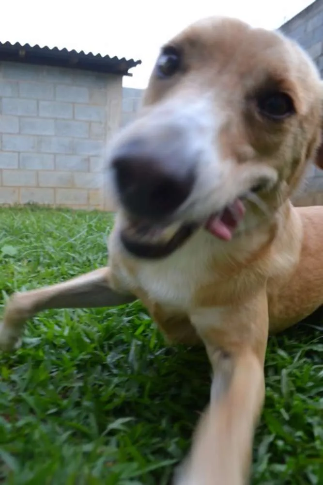 Cachorro ra a SRD idade 3 anos nome ENZO, Fofura Totalll