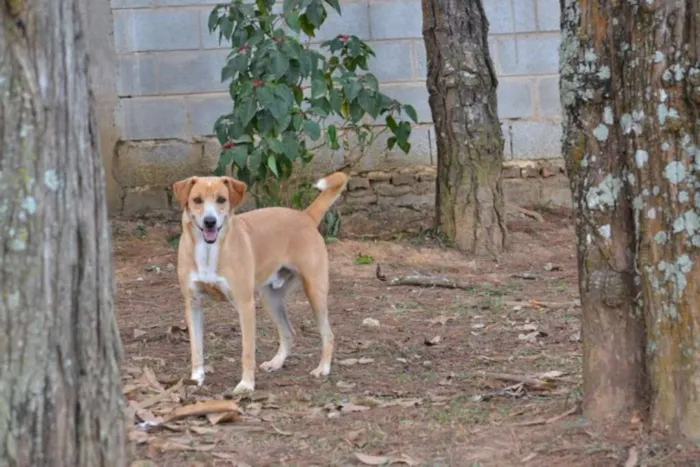 Cachorro ra a SRD idade 3 anos nome ENZO, Fofura Totalll