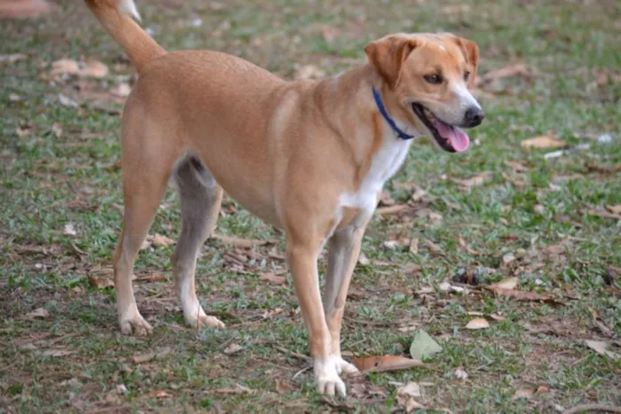 Cachorro ra a SRD idade 3 anos nome ENZO, Fofura Totalll