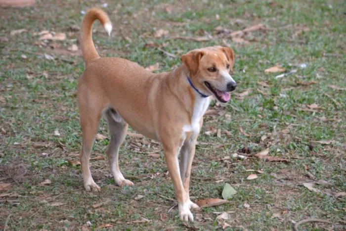 Cachorro ra a SRD idade 3 anos nome ENZO, Fofura Totalll