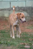 ENZO, Fofura Totalll