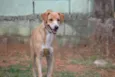 ENZO, Fofura Totalll