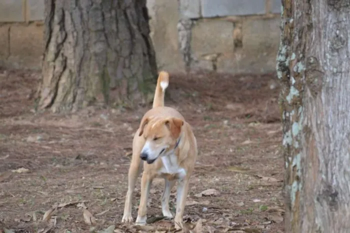 Cachorro ra a SRD idade 3 anos nome ENZO, Fofura Totalll