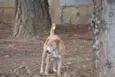 ENZO, Fofura Totalll