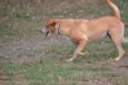 ENZO, Fofura Totalll