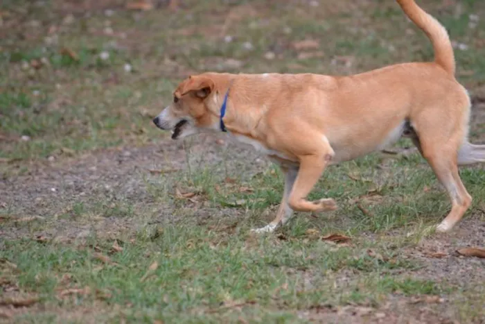 Cachorro ra a SRD idade 3 anos nome ENZO, Fofura Totalll