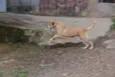 ENZO, Fofura Totalll