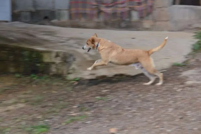 Cachorro ra a SRD idade 3 anos nome ENZO, Fofura Totalll