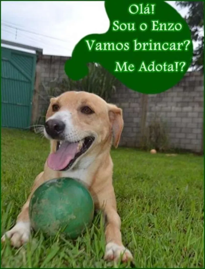 Cachorro ra a SRD idade 3 anos nome ENZO, Fofura Totalll