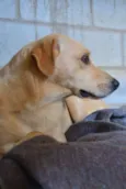 MARLEY, O mais lindã