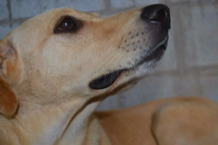 Cachorro ra a SRD idade 5 anos nome MARLEY, O mais lindã