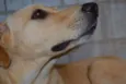 MARLEY, O mais lindã