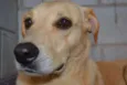 MARLEY, O mais lindã