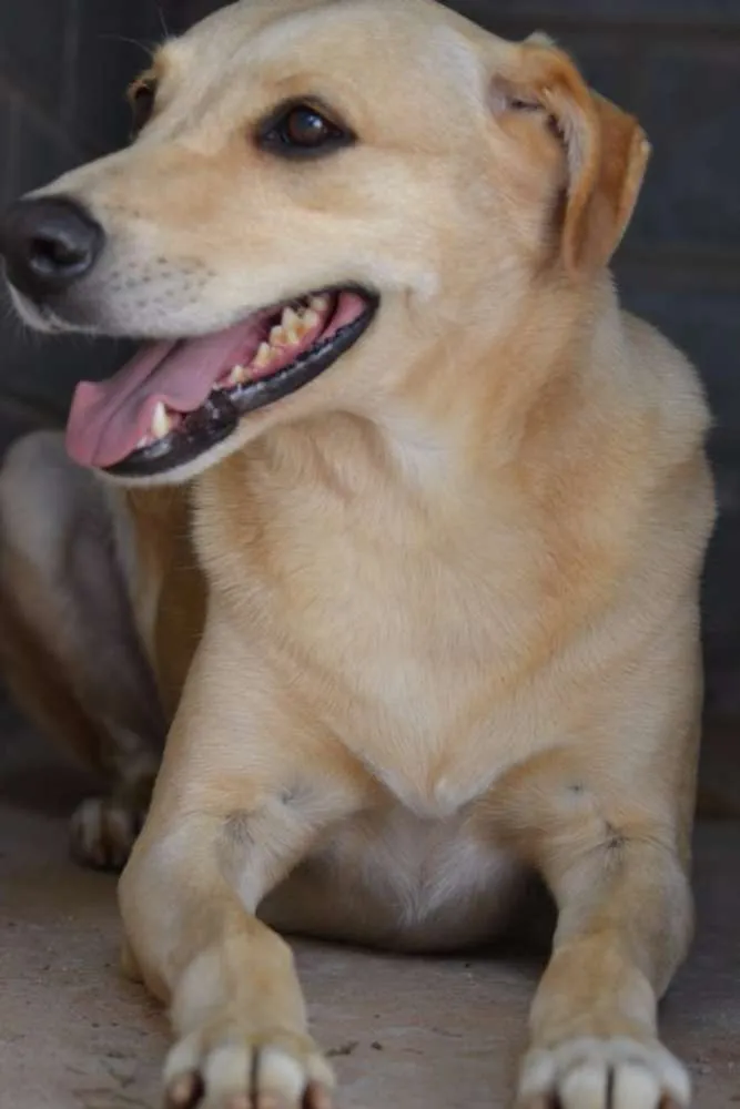 Cachorro ra a SRD idade 5 anos nome MARLEY, O mais lindã