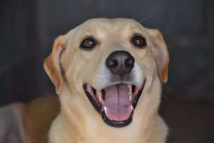 Cachorro ra a SRD idade 5 anos nome MARLEY, O mais lindã