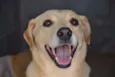 MARLEY, O mais lindã