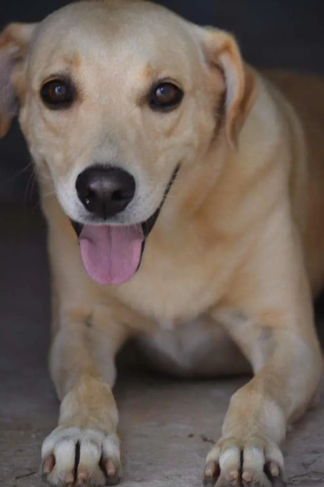 Cachorro ra a SRD idade 5 anos nome MARLEY, O mais lindã