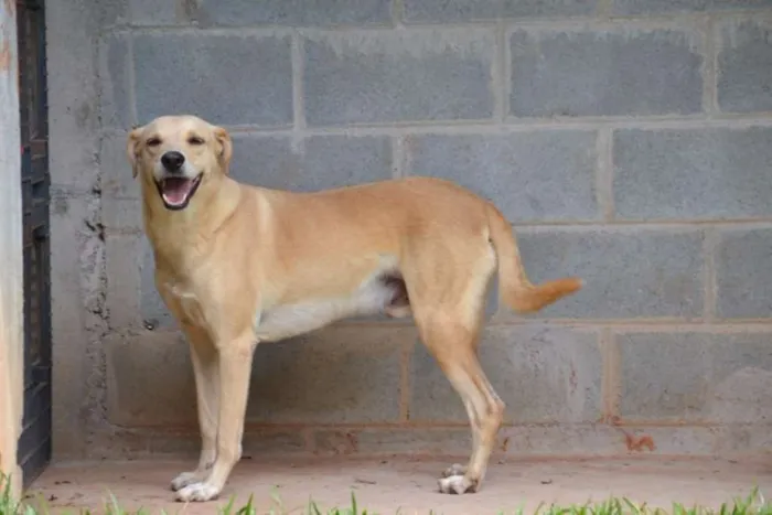 Cachorro ra a SRD idade 5 anos nome MARLEY, O mais lindã