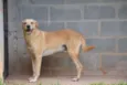 MARLEY, O mais lindã