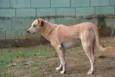 MARLEY, O mais lindã