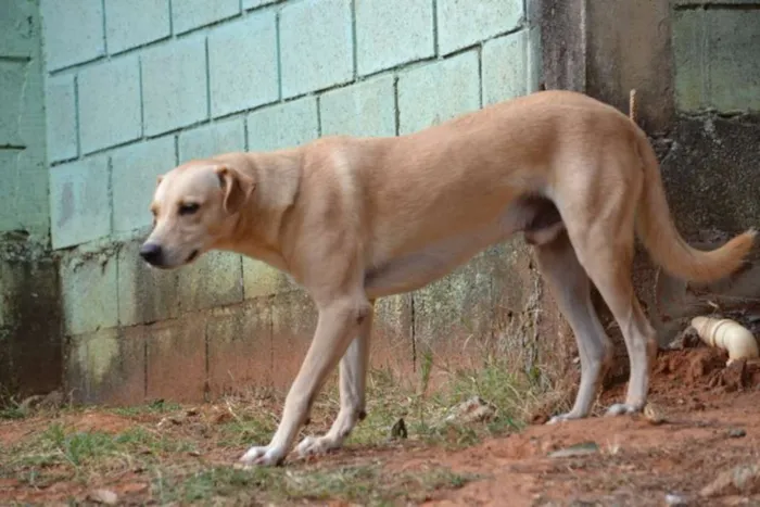 Cachorro ra a SRD idade 5 anos nome MARLEY, O mais lindã