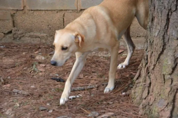 Cachorro ra a SRD idade 5 anos nome MARLEY, O mais lindã
