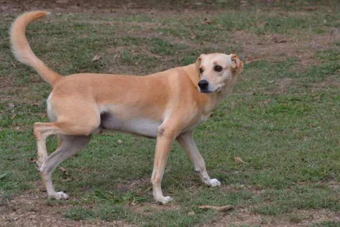 Cachorro ra a SRD idade 5 anos nome MARLEY, O mais lindã