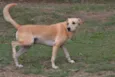 MARLEY, O mais lindã