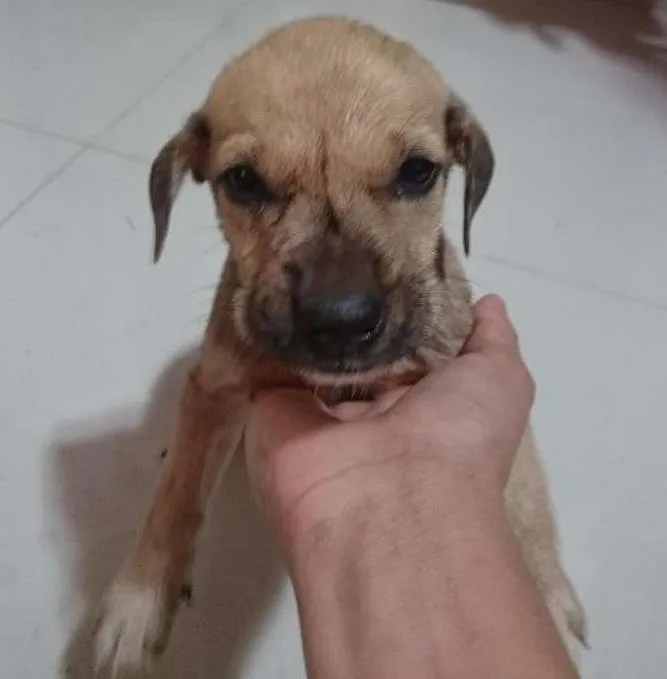 Cachorro ra a Não sei à raça  idade Abaixo de 2 meses nome Sem nome 
