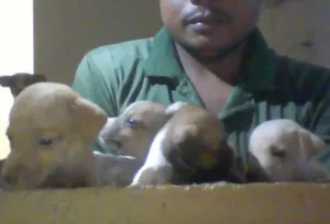 Cachorro raça viralata idade 2 a 6 meses nome faduk