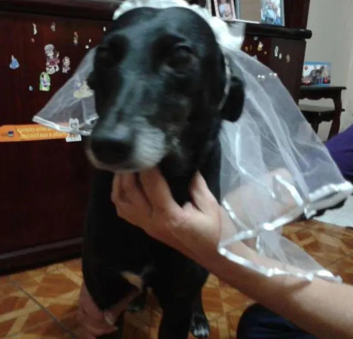 Cachorro ra a srd idade 6 ou mais anos nome Naomi GRATIFICA