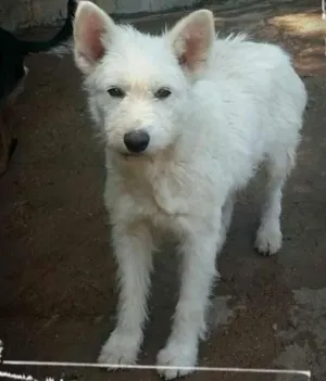 Cachorro raça srd idade 3 anos nome Princesa