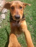 Sapeca