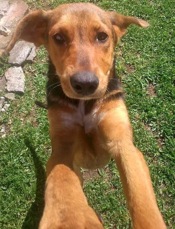 Cachorro ra a SRD idade 2 a 6 meses nome Sapeca