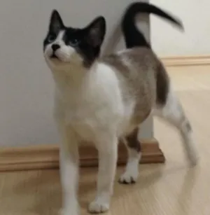 Gato raça SRD idade 1 ano nome Lana