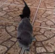 Gato cinza