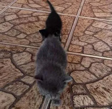 Gato ra a  idade Abaixo de 2 meses nome Gato cinza