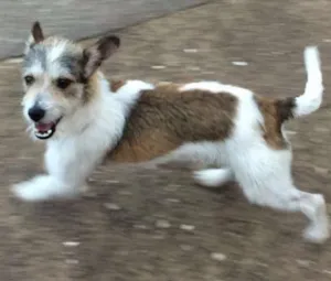 Cachorro raça SRD idade 7 a 11 meses nome Duque